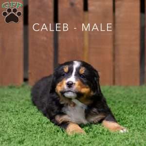 Caleb, Bernese Mountain Dog Puppy